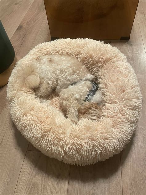 Mrfluffyfriend Test | edogs Magazin