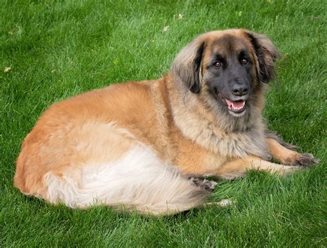 Everything You Need to Know About Leonbergers: Adaptability, Health, and More