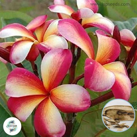 20 Thai Pet Sairung Plumeria Rubra | Frangipani | Seeds Fresh Flower ...