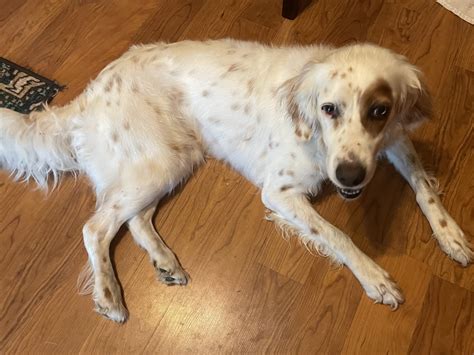 Tori - Southwest English Setter Rescue