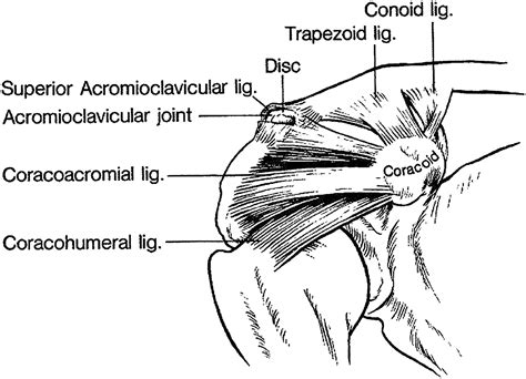 Acromioclavicular joint injuries: indications for treatment and treatment options - Journal of ...