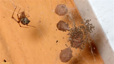 Can House Spiders Lay Eggs at Michael Samford blog