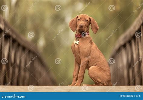 Beautiful Hungarian Vizsla Dog Full Body Studio Portrait. Dog Lying ...