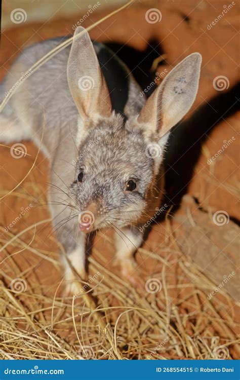 Macrotis stock image. Image of wildlife, wild, clip - 268554515