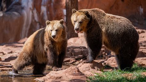 Fat Bear Week shows bears in Alaska and Arizona bulking up for winter