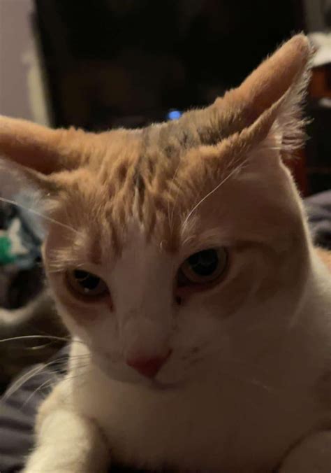 airplane ears : r/cats