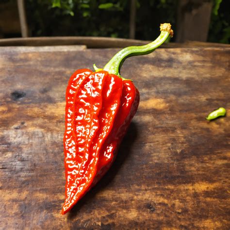 Lexica - Armageddon hot chili Pepper Trinidad Scorpion Ivory - 1500000 ...