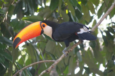Wildlife In Rio De Janeiro