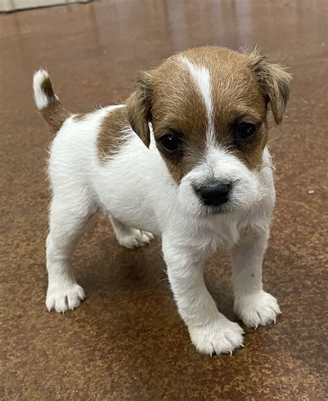 SOLD - Lucy Male 2 - Tri Rough Male Jack Russell Terrier Puppy For Sale ...