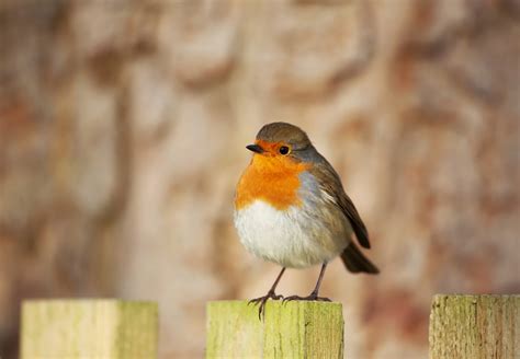 Do Hawks Eat Robins? Plus Other Interesting Facts!