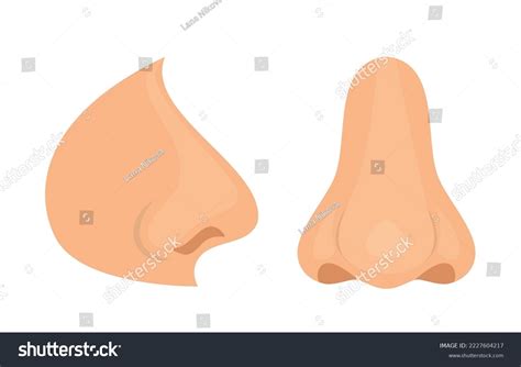 Organ Human Smell Nose Biology Anatomy Stock Vector (Royalty Free) 2227604217 | Shutterstock