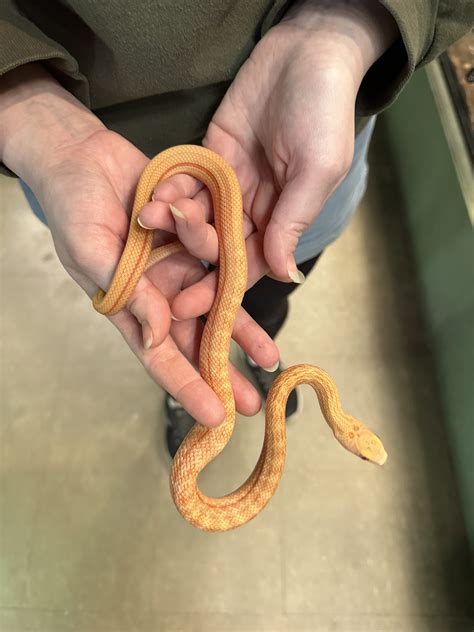 Elaphe carinata 'King Rat Snake' Albino male #2-King rat sna