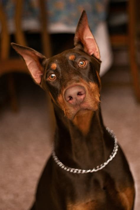 Doberman Lifespan - How Long Do Dobermans Live?