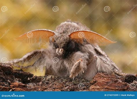 Facial Closeup on a Pale Tussock Moth, Calliteara Pudibunda Sitting on ...