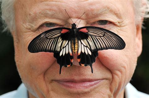 David Attenborough, the excited but hushed voice of nature, turns 100 ...