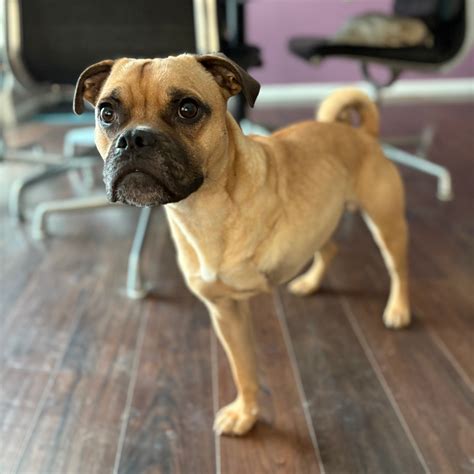 Dog for adoption - 68 - Dino, a Pug & Boxer Mix in Parker, CO | Petfinder