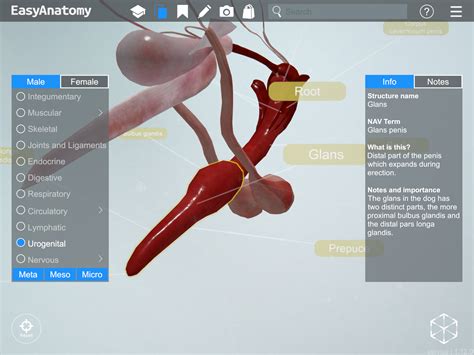 Male Dog Anatomy Bulbus Glandis