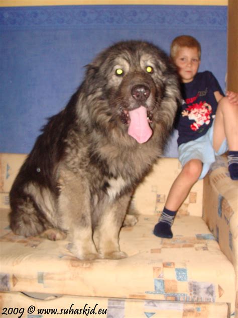 Pics Of Sar Planina A Dog