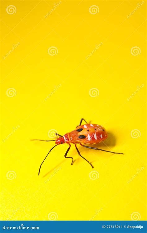 Juvenile of Orange Assassin Bug Stock Image - Image of insect, black ...
