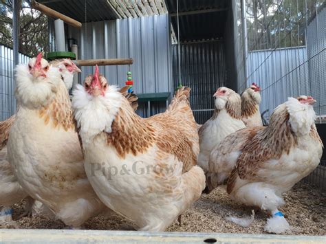 Salmon Faverolles Fertile Egg (each) - Pip & Grow