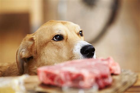 Can Dogs Eat Soft Wood at Eugene Mash blog