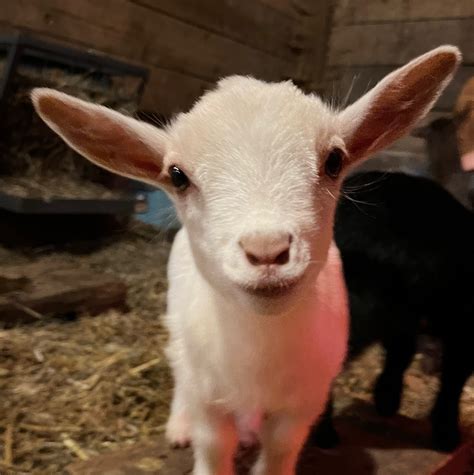 GOATS2GO GOAT BUS | Nittany Meadow Farm