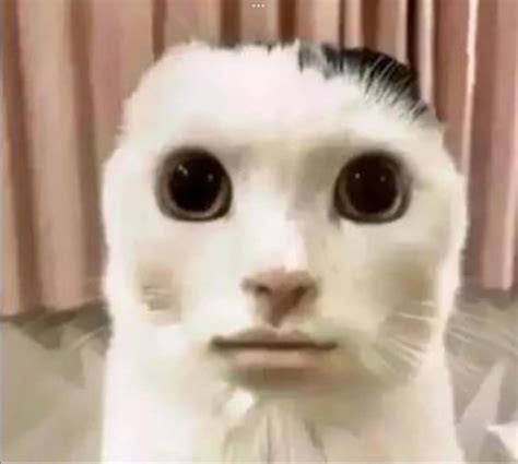 Cursed cat : r/Cursed_Images