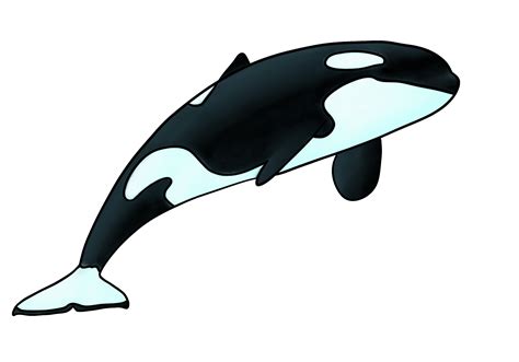 How To Draw Orca Whales Step By Step