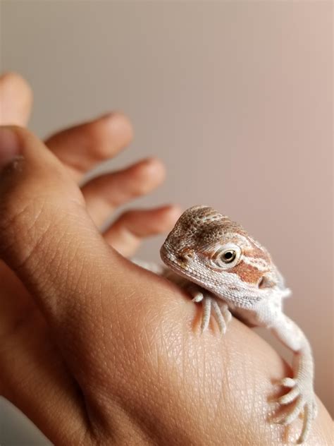 Bearded Dragon Bite