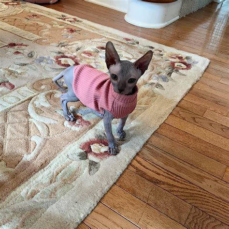 How often do your Sphynx wear clothes? : r/sphynx