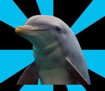 Dolphin Memes - Imgflip