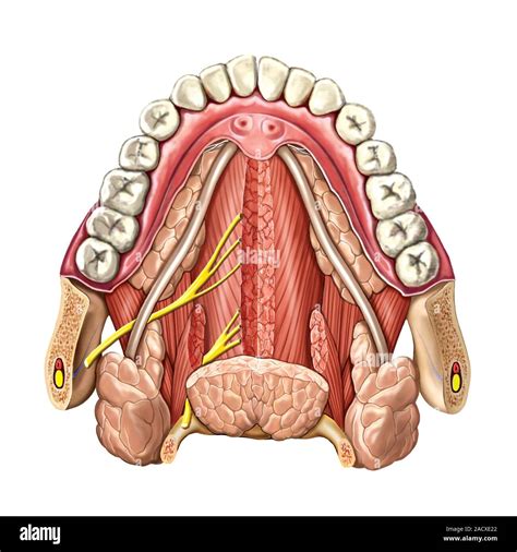 Illustration of the Oral floor. This superior view illustration is from ...