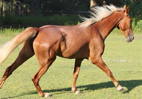 Tennessee Walking Horse Breed Guide: Height, Diet, and Characteristics ...