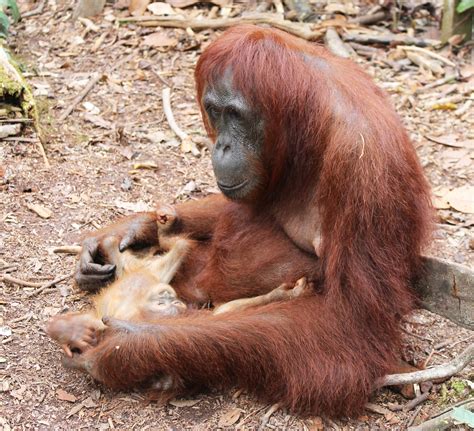 «Orangutan» HD wallpapers