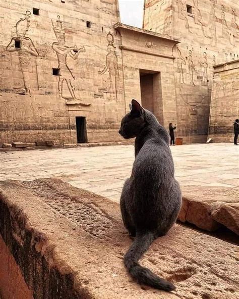 Pin von Shari Pfister auf All Cats | Katzen, Schwarze katze, Ägypten