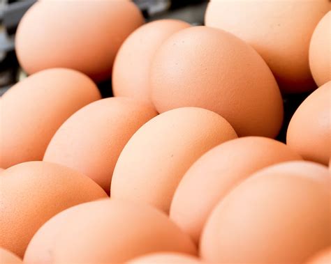 Preventing Salmonella in laying hens - aviNews
