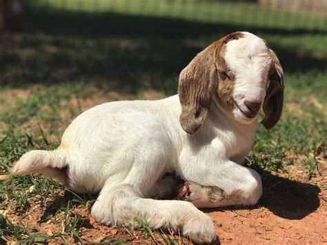 Cute Baby Boer Goats