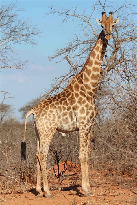 Zoo Giraffe