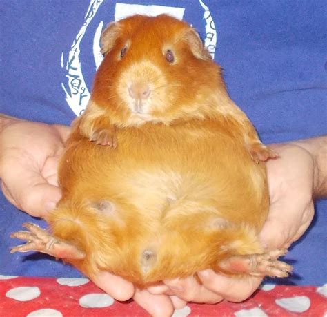 Collection 92+ Pictures Pictures Of Pregnant Guinea Pigs Sharp