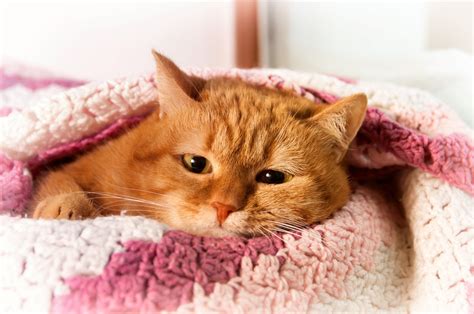 Cat Cold Treatment: Symptoms, Remedies & Vet Care - Integricare