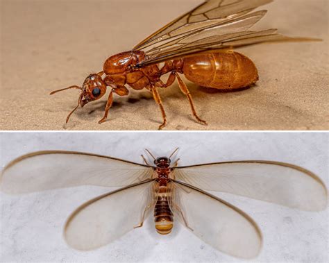 7 Ways to Spot the Difference Between Flying Ants and Termites ...