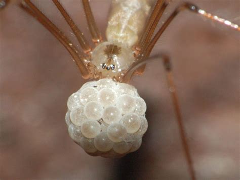 Eggs With Legs Spider at Brodie Bolden blog