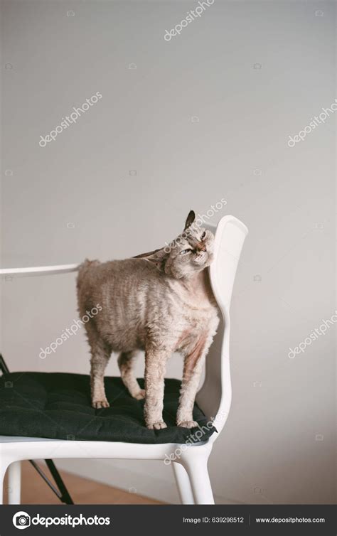House Cats Gestation Period
