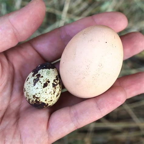 Quail Eggs Compared To Chicken Eggs