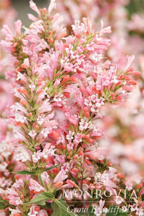 Agastache | Pink Pearl Hummingbird Mint - 1 Gallon - Berns Garden Center