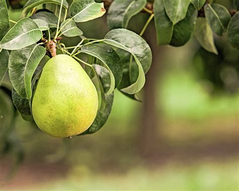 Scientists Sequence Genome of D'Anjou Pear | Sci.News