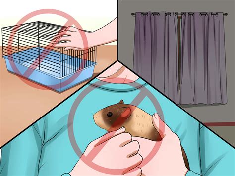 How Can I Tell If My Guinea Pig Is Growling Or Cooing? - QQRPPZ