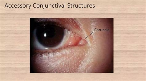 Anatomy of Conjunctiva.pptx