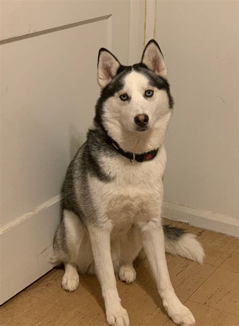 How Big Should A 10 Month Old Husky Be