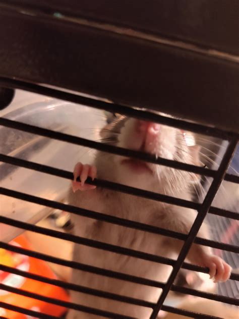 Is rat farting normal : r/RATS